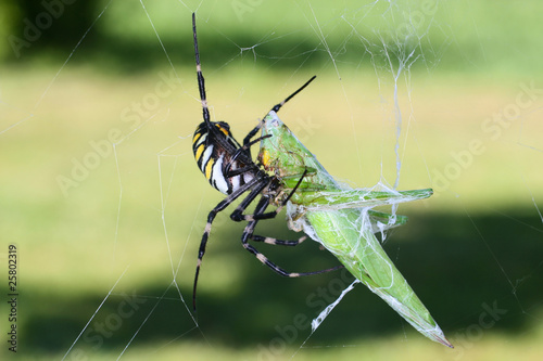 Spider eating a grasshopper