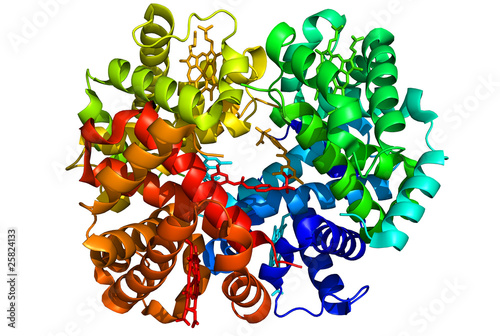 Model of Human Hemoglobin