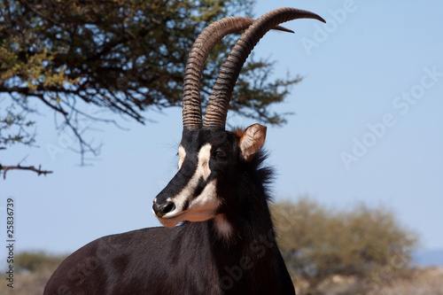 male sable antelope