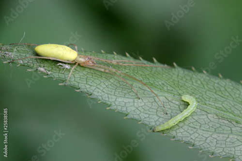 yellow long-legs spider