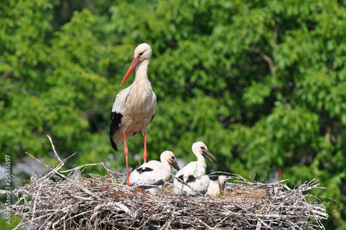 stork's babies