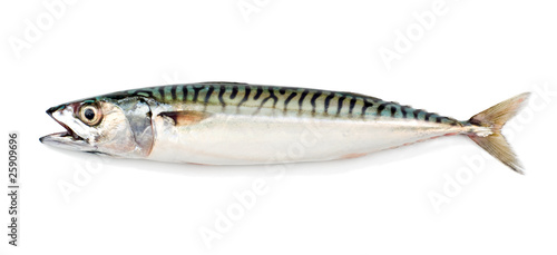 Mackerel (Scomber scrombrus) on White Background