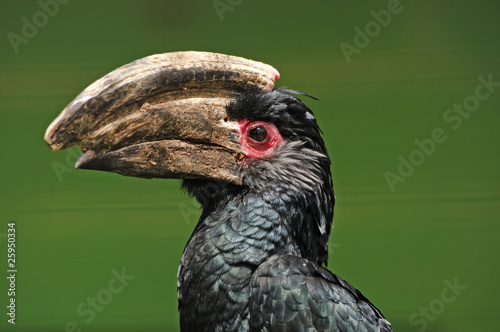 Trumpeter Hornbill