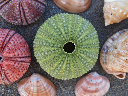 green sea urchin, center focus