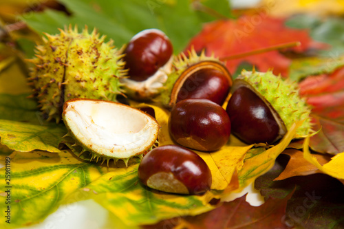 Composition of autumn chestnuts and leaves