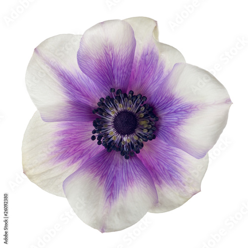 anemone