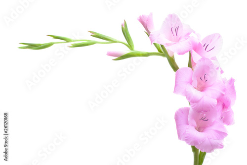 Pink gladiolus isolated on white