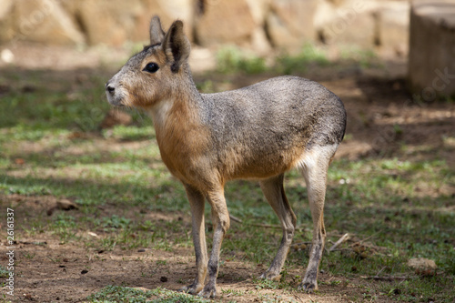 Patagonian Mara