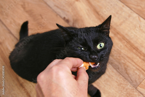 Schwarze Katze schlingt Wurst herunter