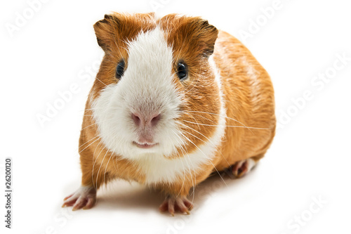 guinea pig