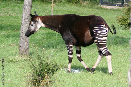 Okapi