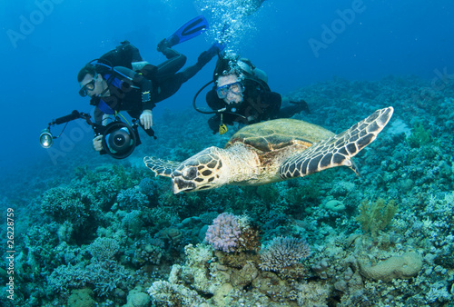 scuba divers having fun with sea turtle