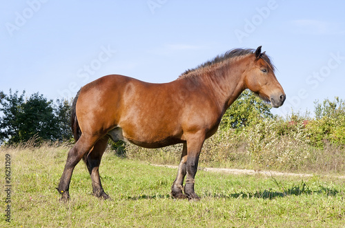 Strong country working horse on a meadow