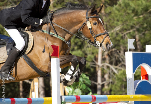 equestrian show jumping