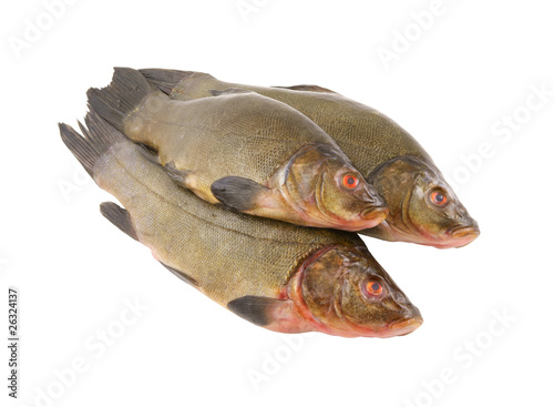 Raw tench isolated on white background