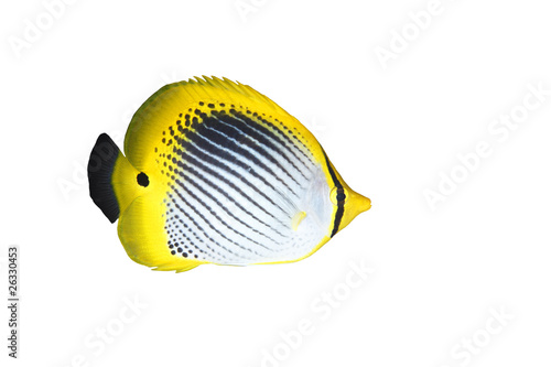 Butterflyfish