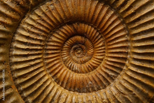 Fossile