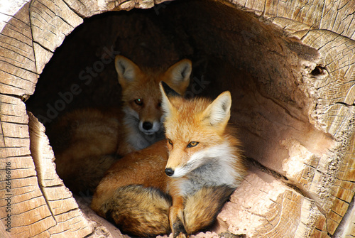 Twin Fox hidden in a hollow log