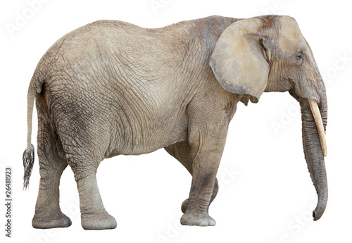 African Elephant cutout