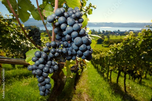 ripe Purple Grapes