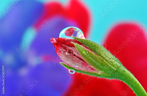 flower bud with drop macro