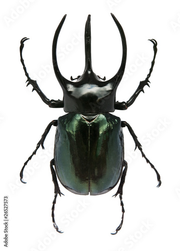 Big horned beetle