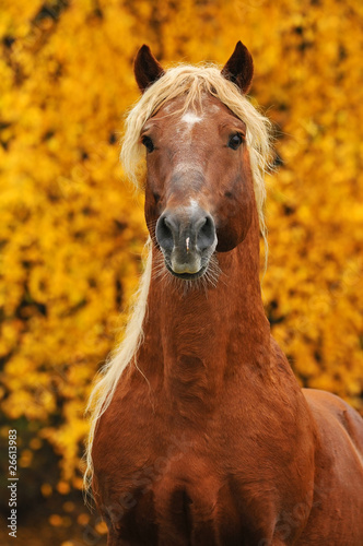 portrait of chestnut horse in autumn