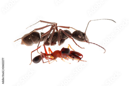 ant and ant mimic spider