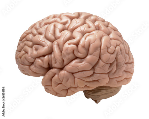 human brain on white background