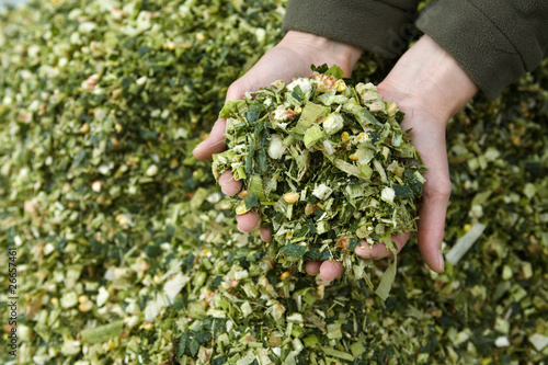 hands holding corn chaff 01