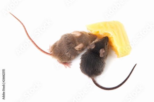 Mice and cheese