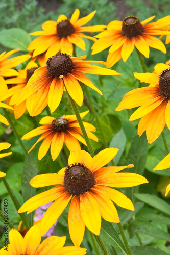 Yellow rudbeckia