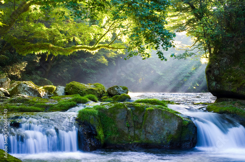 原生林と渓流と光芒 Virgin forest and shaft beam of light