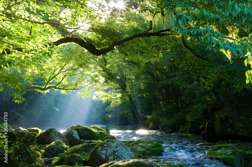 原生林と渓流と光芒 Virgin forest and shaft beam of light