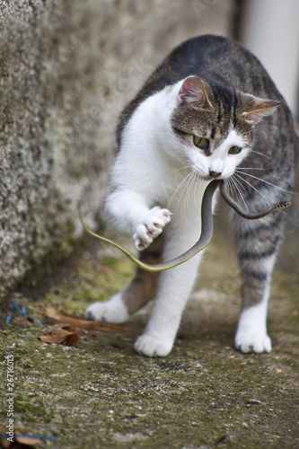 gatto che ha preso un serpente