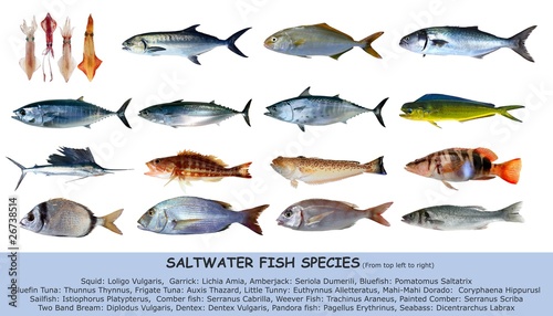 Fish species saltwater clasification isolated on white