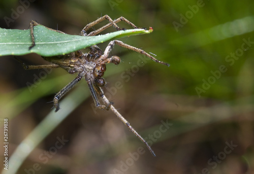 Darownik przedziwny Pisaura mirabilis