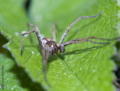 Darownik przedziwny Pisaura mirabilis