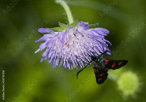 Kraśnik Zygaena lonicerae