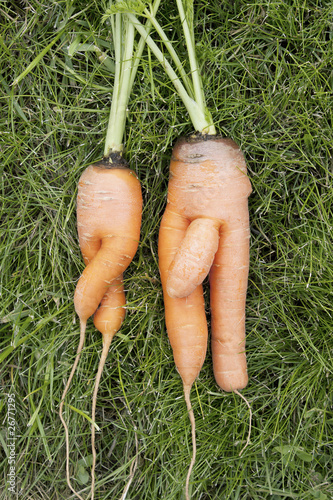 Carrots. Girl and boy