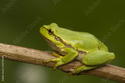 Rzekotka drzewna Hyla arborea