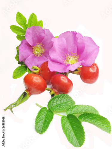 wild rose flowers and red hip berries for tea