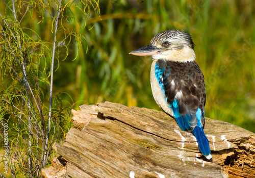 blue winged kookaburra