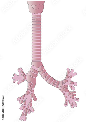 Vector human body a trachea