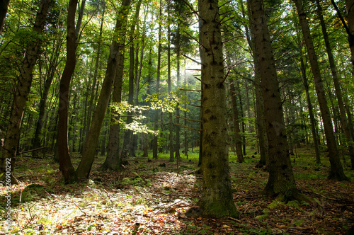 Beskid niski