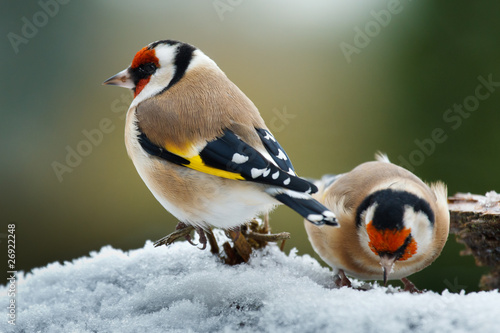 Stieglitz (Carduelis carduelis), Distelfink