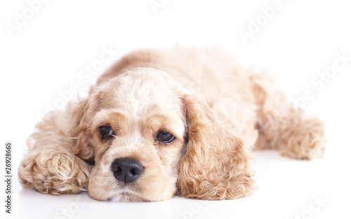 Puppy American Cocker Spaniel Breed