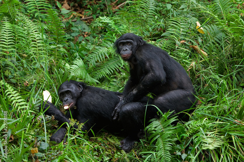 Bonobo mating.