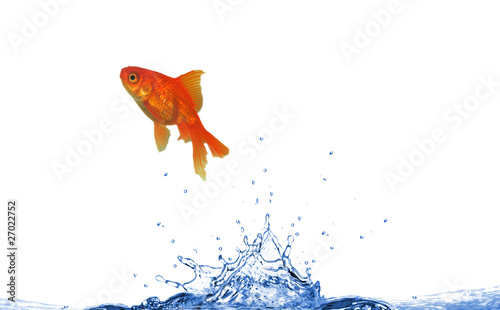 GOlden fish jumping from water