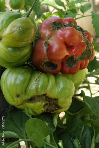 Alternaria solani / Alternariose de la tomate